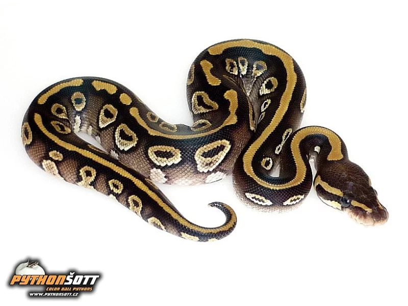 Python regius - odchov 2016
