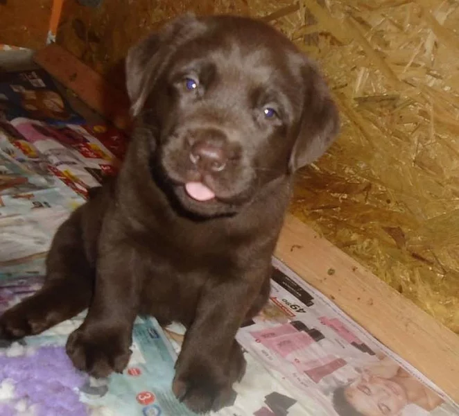 Štěně labrador retriever s PP