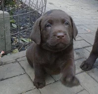 Štěně labrador retriever s PP