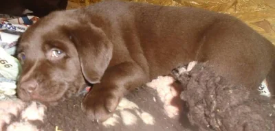Štěně labrador retriever s PP