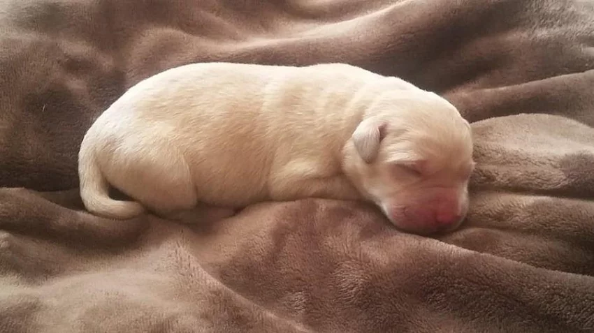 Štěňata labradorského retrívra s PP