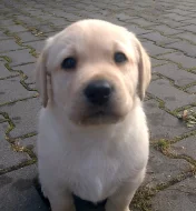 Štěňata labradorského retrívra s PP
