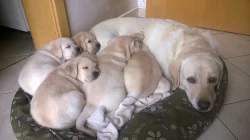 Štěňata labradorského retrívra s PP