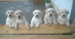 Štěňata labradorského retrívra s PP
