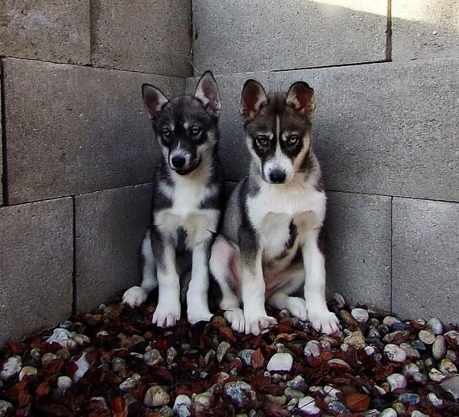 Sibiřský Husky