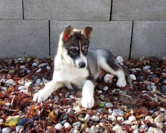 Sibiřský Husky