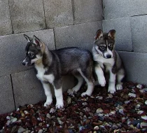 Sibiřský Husky