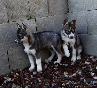 Sibiřský Husky