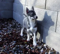 Sibiřský Husky
