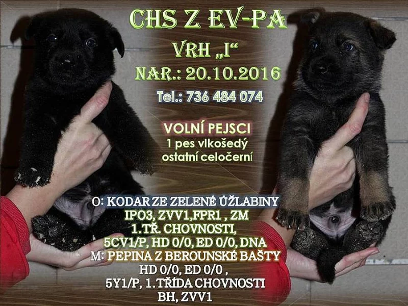 Německý ovčák, štěňata s PP