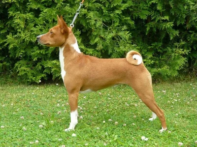 Basenji - elegán z Afriky