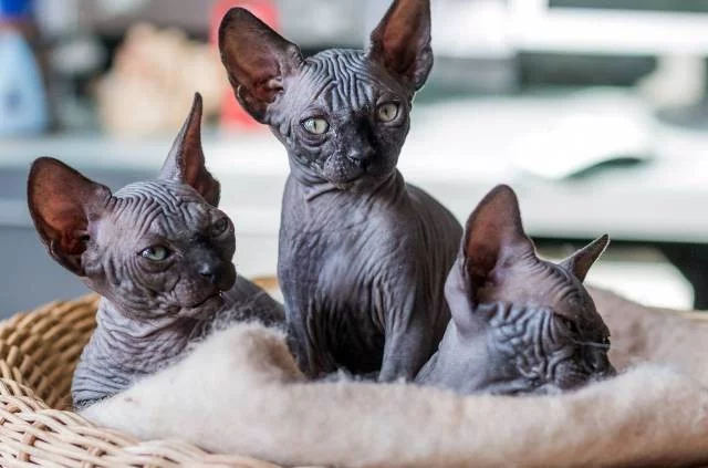Koťátka kanadského sphynx s PP