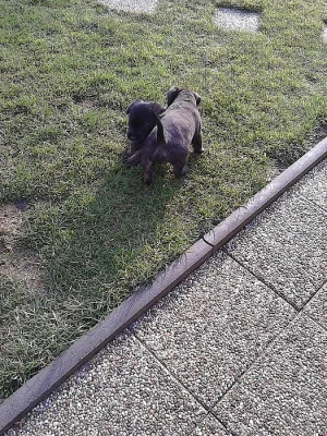 štěnata