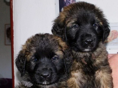 Leonberger s PP