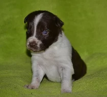 Border collie