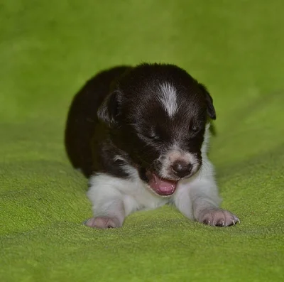 Border collie