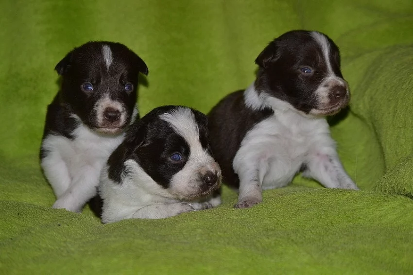 Border collie