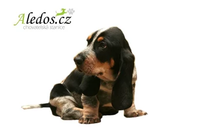 Basset modrý gaskoňský