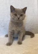 Britská lilová s PP