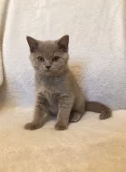 Britská lilová s PP