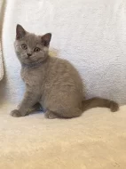 Britská lilová s PP