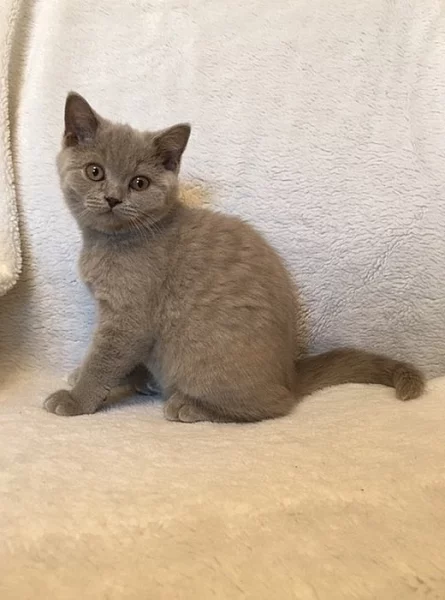 Britská lilová s PP