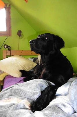 Flat coated retriever