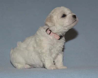 Bichon frisé - Bišonek štěňata