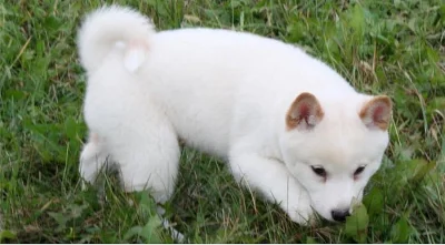 Shiba inu štěňátka s pp