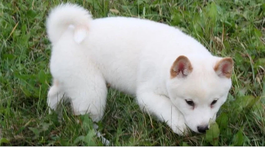 Shiba inu štěňátka s pp