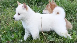 Shiba inu štěňátka s pp