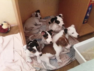 Prodam štěňata Jack Russell terier