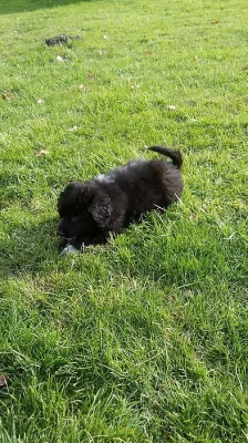Štěňátka kříženců labradorů