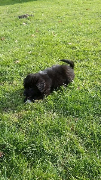 Štěňátka kříženců labradorů