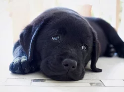 Labrador - štěňátka