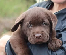 Labrador - štěňátka