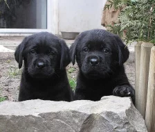 Labrador - štěňátka