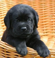 Labrador - štěňátka