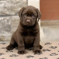 Labrador - štěňátka