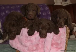Chesapeake bay retriever s PP (podobný jako labrador)