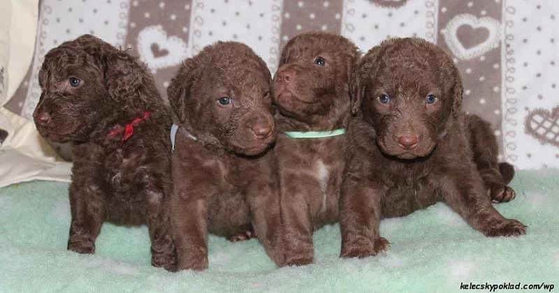 Chesapeake bay retriever s PP (podobný jako labrador)