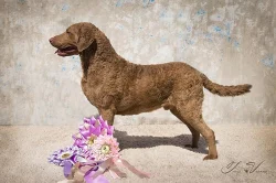 Chesapeake bay retriever s PP (podobný jako labrador)