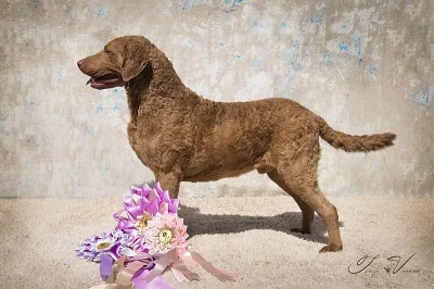 Chesapeake bay retriever s PP (podobný jako labrador)