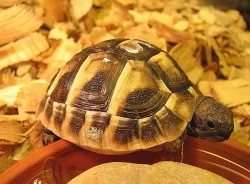 Suchozemská želva - krásný vánoční dárek