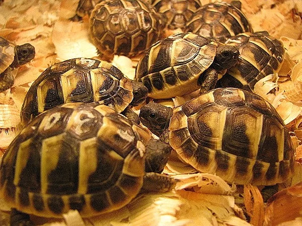 Suchozemská želva - krásný vánoční dárek
