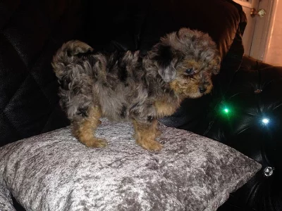 Čistokrevná Puppies York shierer re-homing