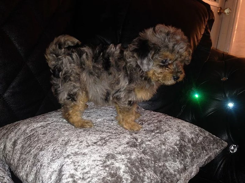 Čistokrevná Puppies York shierer re-homing