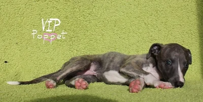 Whippet/Vipet 2 krásní kluci