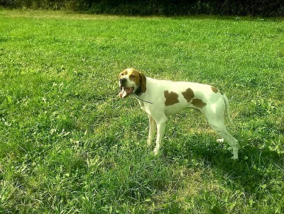 Pointer