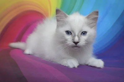 prodej Ragdoll koťata kocourci bez PP